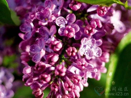 网红紫红丁香造景图片,春意盎然，浪漫满园